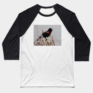 A Red-winged Blackbird Singing in the Rushes Baseball T-Shirt